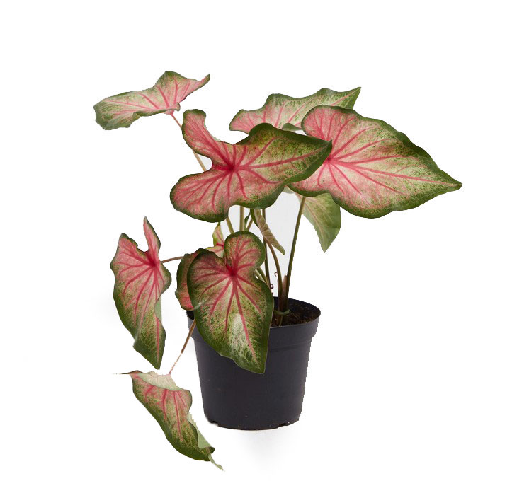 کالادیوم رنگی